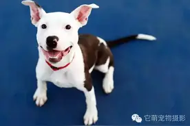 为爱犬选个合适的狗笼，原来这么简单就搞定了！图片