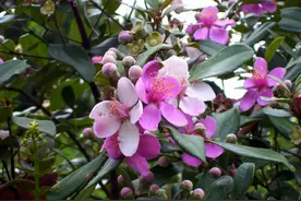 还记得小时候山里摘稔子的好时光吗？图片