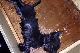 粘鼠板意外粘到一只猫，主人跑遍了全城宠物医院才把它救下来图片