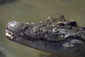为了捡罐子！女子遭短吻鳄袭击被咬掉右手图片