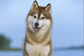 你不知道的狗狗身上长脂肪瘤的原因及处理方法图片