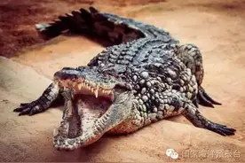 动物界也有举重冠亚军呐，你知道它们是谁么图片