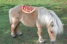 鬼畜摄影师每次出门都带两张新鲜披萨拍下这组作品图片