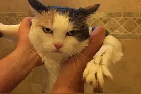 他们洗澡以后身上肯定很干净，但是心情一定不会很好！图片