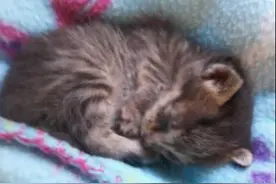 偶遇一只僵硬的小猫，以为死亡，正要转身离开却听见微微的呼气声图片