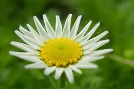 菊花茶的功效与作用，可不止清热降火这一种！图片