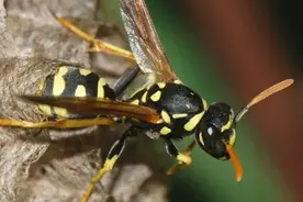 有“中国杀人蜂”之称的胡蜂图片