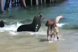 土狗居然跟海狮杠上了，不断朝着海狮怒吼，海狮也怒了冲向狗狗图片