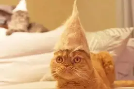 网友用猫咪掉下来的毛给3只爱猫做了帽子图片