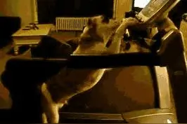 当狗狗遇上跑步机，最后那位你是来搞笑的吗？！图片