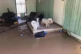 洪水来袭很多猫狗被弃，父子俩的行为感动全天下图片