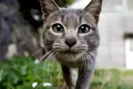 日本田代岛，猫咪的幸福王国图片