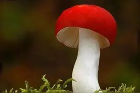 这些漂亮的蘑菇你都见过吗？图片