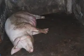 村里母猪生崽过程，猪崽一出来要剪尾巴和牙齿！图片