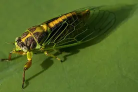 关于“知了”的那些事儿图片