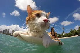 喜欢游泳的猫咪图片