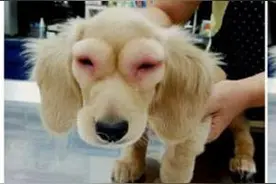 狗狗眼肿如灯泡照疯传，网友指责主人虐狗，公布真相后让人唏嘘！图片