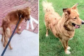 流浪狗被救助后，它们的命运发生了翻天覆地的变化图片