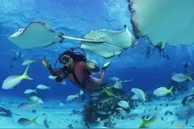 我知道你很好奇，潜水是一种怎样的体验？图片