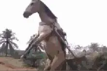 主人给我留点面子行不行，我也是有尊严的图片