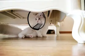 一只有偶像包袱的喵星人，觉得戴头套丑没脸见人，躲桌子底下去了图片