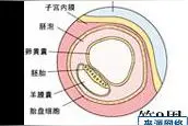 怀孕第1个月胎儿发育过程（图）图片