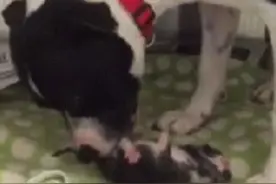 母比特犬捡到一只几天大的小猫养起来，小猫闭着眼会吃狗奶图片