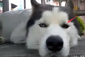 二哈被剃光毛，还贴上了假睫毛，这妩媚小眼神真是把人迷醉了图片