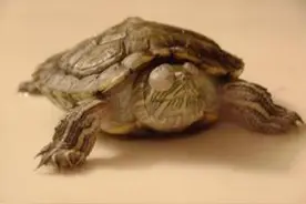 乌龟病了怎么办？不要慌，龟常见病及治疗（文章较长）收藏图片