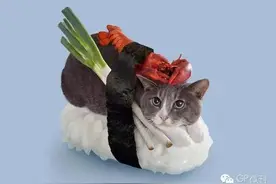 让猫奴欲罢不能的寿司你舍得吃吗？图片