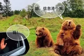熊这种动物真是会随时随地伸手跟你打招呼的...图片