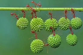 疯狂的蚂蚁：团队的力量让人敬佩！图片