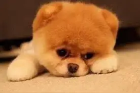 地板上的宠物尿味要怎么去除呢?图片