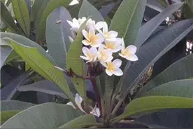 农村孩子才懂的珍贵药材图片