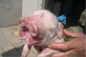 村里发生了一件怪事，母猪生了一只长着两个头的猪仔图片