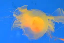 7种你没见过的海洋奇葩生物 现已加入豪华午餐图片