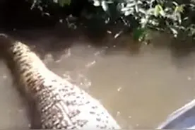 水中突然出现巨蟒，两男子的反应你想不到！图片