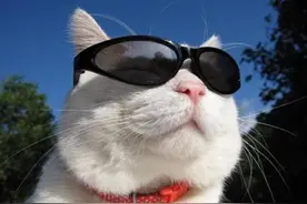 岛国的狗派和猫派到底哪个多？图片
