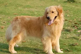 金毛被污蔑在电梯撒尿 村委会甚至威胁要把它赶出社区图片