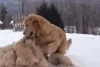 汪星人gif：撒娇的萨摩 , 心都融化了~图片