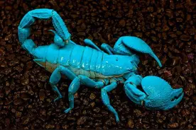 帝王蝎 神奇的荧光蝎子图片