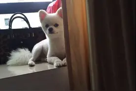 夏天狗狗要给狗狗吹空调吗图片