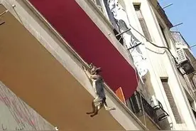 德牧被主人虐待居然跳楼求生，被救后的一幕让人心酸落泪图片