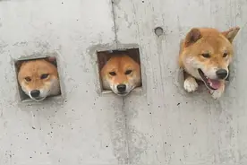 萌蠢柴犬三小只“硬挤墙洞”这画面太美我不敢看！图片