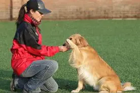 这些方法都可以让狗狗在几分钟内学会握手图片