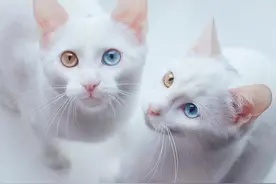 一对拥有“阴阳眼”的双胞胎猫咪，如此动人图片