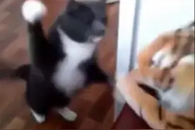 猫咪看到老虎玩具，竟然使出无影手不断拍打，最后喵一脸懵逼图片
