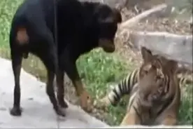 狗狗抢老虎的食物，狗命是保住了，但风度全无！图片