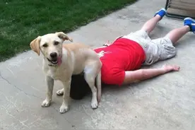 当狗狗的屁股有了特殊爱好，它们就不会好好坐着了图片