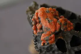 南红雕刻精品——《一鸣惊人》图片